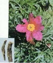 Red Peony Root Extract
