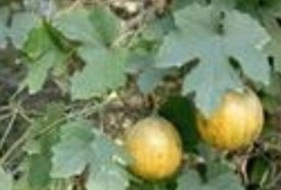 Snakegourd Root P.E.
