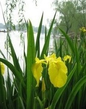 Anemarhenae Asphodeliodes Extract