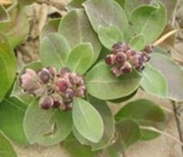 Chasteberry Extract