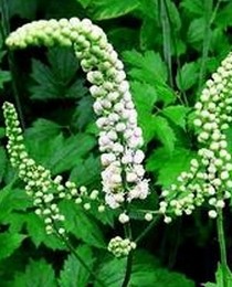 Black Cohosh Extract Powder