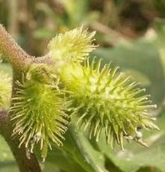 Siberian Cocklebur Fruit Extract 