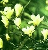 Magnolia Flower Extract