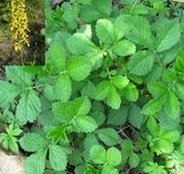 Hairyvein Agrimonia Herb Extract