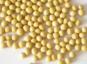 Soybean P.E