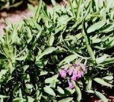 Rhizoma Corydalis Extract