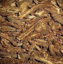 Notopterygium Extract 