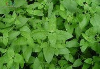 Fineleaf Schizonepeta Herb Extract 