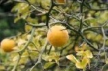 Fructus Aurantii Extract