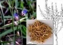 Radix Polygalae Extract