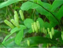 Fragrant Solomonseal Rhizome Extract