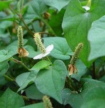 Heartleaf Houttuynia Herb Extract