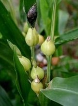 Coix seed Extract
