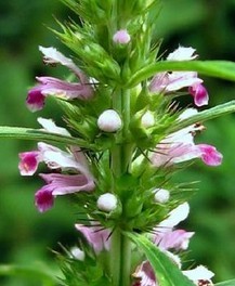 Herba Leonuri Extract