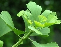 Ginkgo Biloba Leaf Extract