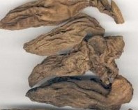 Figwort Root Extract