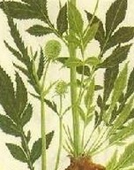 Himalayan Teasel Root Extract