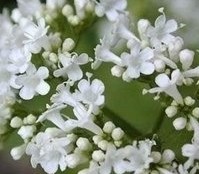 Valerian Extract
