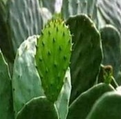 Opuntia Extract