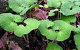 Asarum Extract