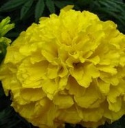 Cowherb Seed Extract