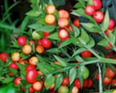 Ruscus aculeatus extract