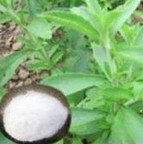 Stevia Leaf Extract