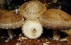 Lentinan