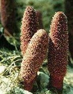 Songaria Cynomorium Herb extract