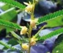 Nomame Semaherb Extract