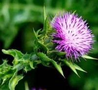 Silymarin & Milk Thistle Extract