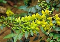 Vietnamese Sophora Root Extract 