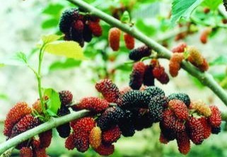 Mulberry Fruit Extract