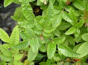 Boswelia Serrata Extract