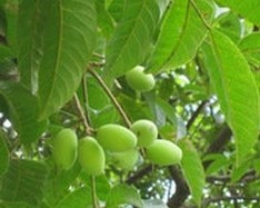 Chinese White Olive Extract