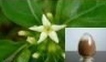Rubia Cordifolia Extract