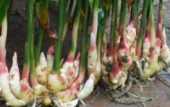 Fresh Ginger Extract