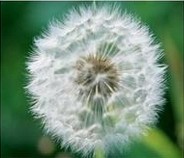 Dandelion Extract 