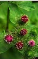 Burdock seed Extract