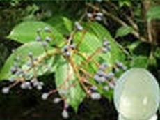 Ligustruml Extract