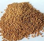 White Mustard Seed