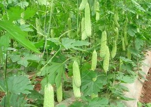 Bitter Melon Extract