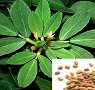 Fenugreek Seed Extract 