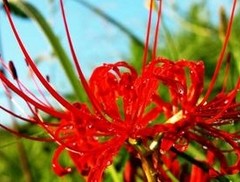 Safflower Extract