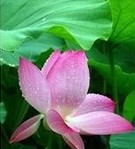 Lotus Leaf Extract
