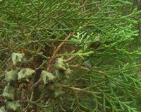 Fructus Setariae Germinatus Extract
