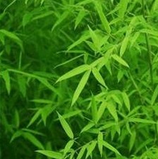 Lophatherum Herb Extract