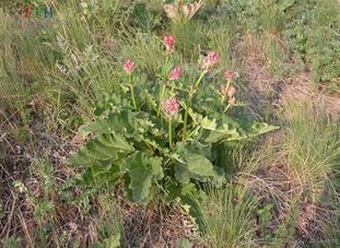 Rhubarb Extract