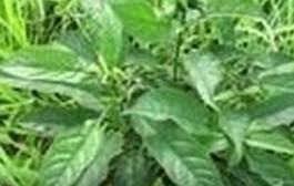 Folium isatidis extract