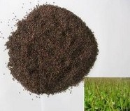 Semen Plantaginis Extract